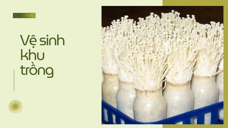 Dụng cụ trồng nấm được khử trùng kỹ bằng cồn y tế