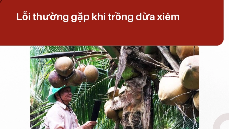 Sai lầm thường gặp khi trồng dừa xiêm