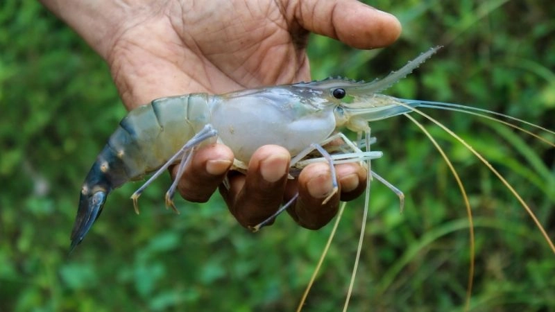 Bí quyết chọn tôm tươi ngon tránh xa hóa chất