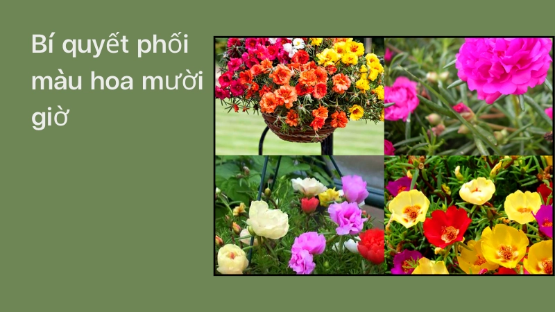 Mẹo phối màu hoa mười giờ cực kỳ bắt mắt