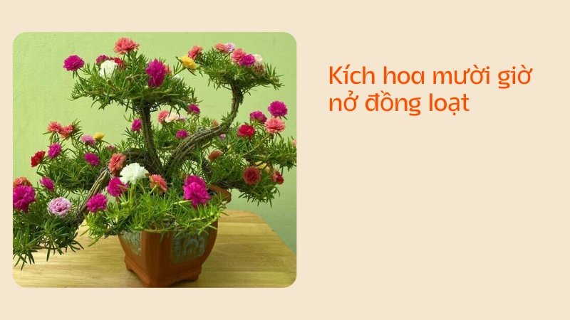 Cách kích thích hoa mười giờ ra hoa đồng loạt