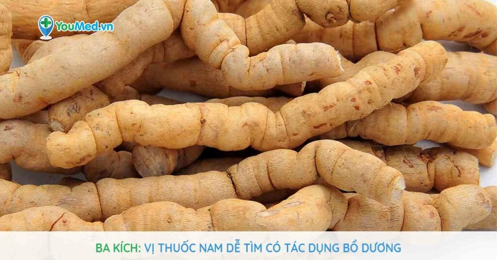 Ba kích Vị thuốc Nam dễ tìm có tác dụng bổ dương