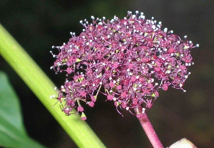 Hình ảnh của loại dược liệu tiền hồ