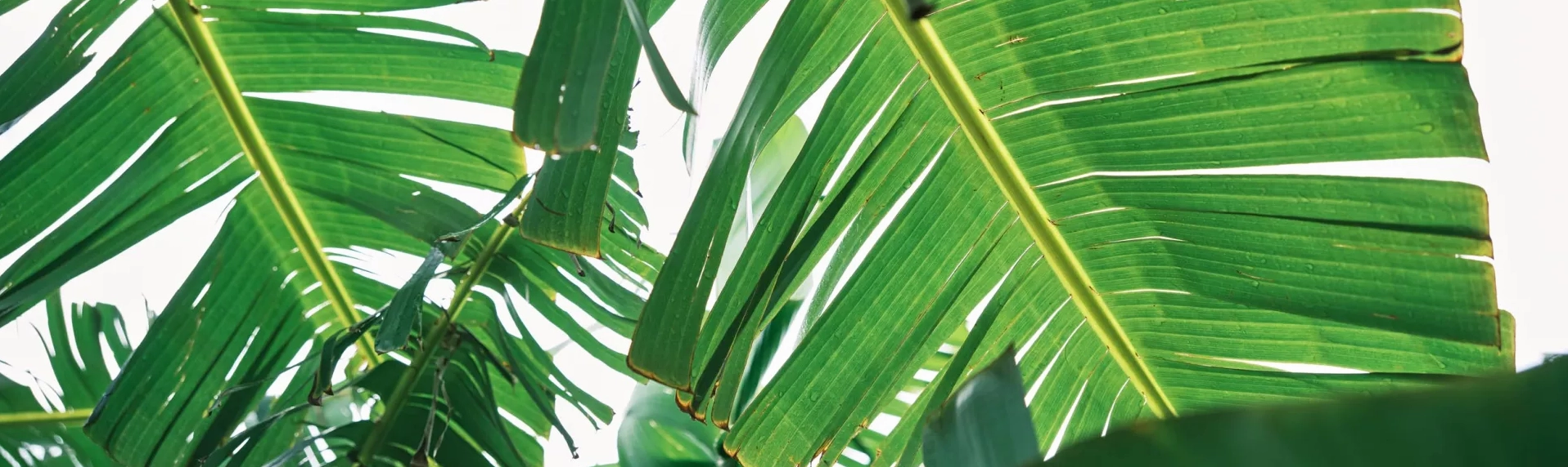 Hình ảnh mảng xanh tươi mát hùng vĩ trên đảo Maui Hawaii