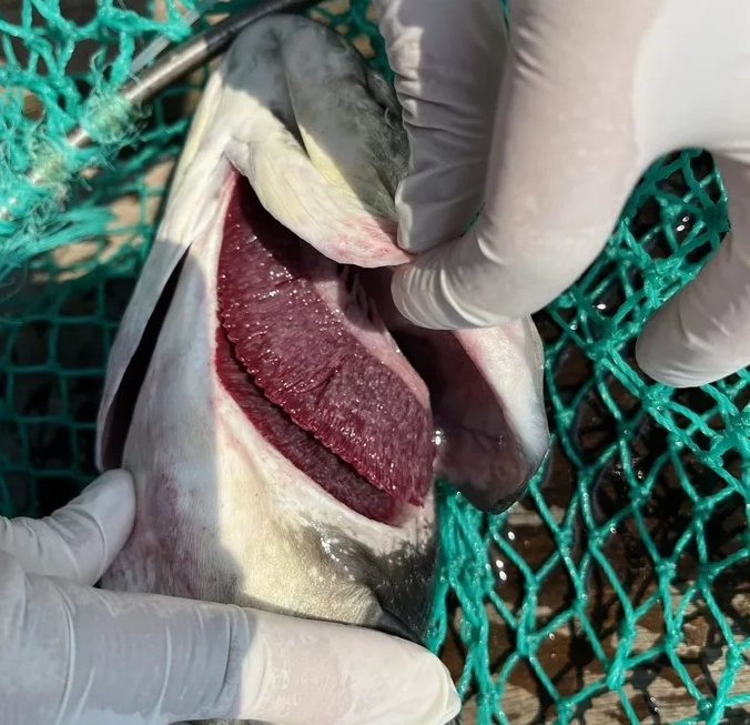 Minh họa những trận chiến khốc liệt và mãn nhãn trong truyện