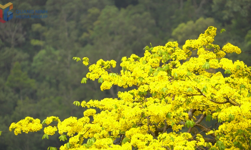 Mùa mai vàng nở rộ tượng trưng cho hy vọng và sự tái sinh