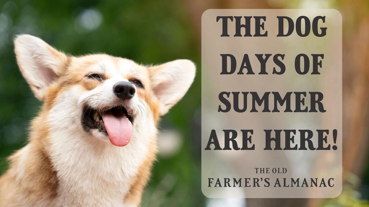 Nụ cười rạng rỡ của nhân vật mang hình dáng chú chó corgi đáng yêu