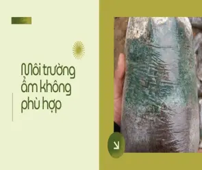 Trồng nấm sai cách dễ nhiễm khuẩn- 3 lỗi chí mạng nguy hiểm