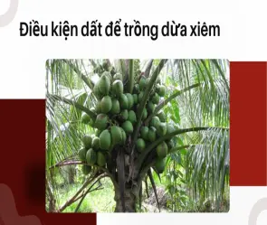 Kinh nghiệm trồng dừa xiêm cho năng suất cao từ chuyên gia
