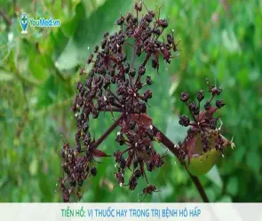 Đánh giá chi tiết truyện Tiên hồ siêu phẩm tu tiên luyện đan bùng nổ cảm xúc