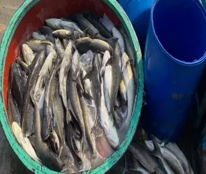 Review truyện Nguyên long siêu phẩm tu tiên chuyển sinh cực cuốn