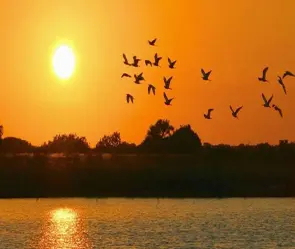 Review Truyền thuyết chim Sấm hé lộ bí ẩn thần thoại chân thực