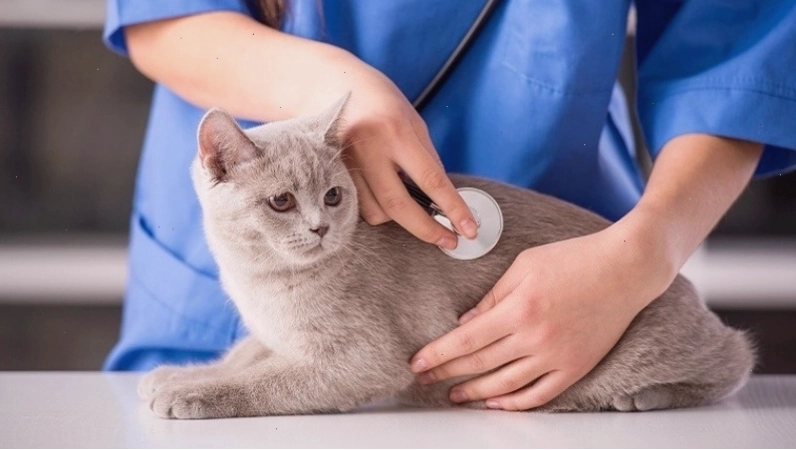 Cơ sở vật chất hiện đại tại các bệnh viện thú y uy tín