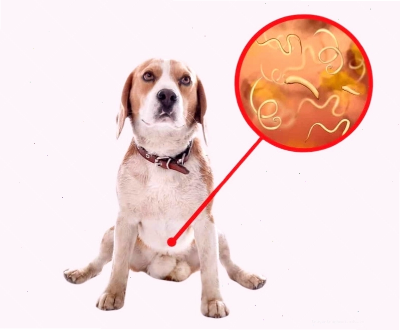 Nhận biết các triệu chứng nhiễm ký sinh trùng và bệnh lý ở mèo