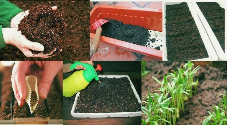 Chọn loại đất trồng rau sạch thích hợp