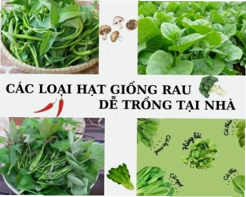 Chọn loại hạt giống rau sạch dễ trồng cho mẻ rau đầu tiên