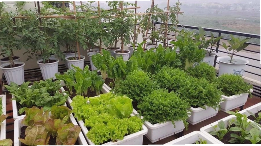 Đợi khoảng 30 ngày là có thể thu hoạch rau và cùng nhau thưởng thức bữa ăn đầy dinh dưỡng