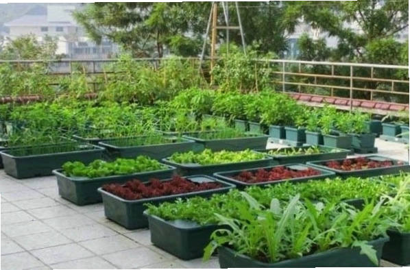 Dụng cụ trồng rau sạch
