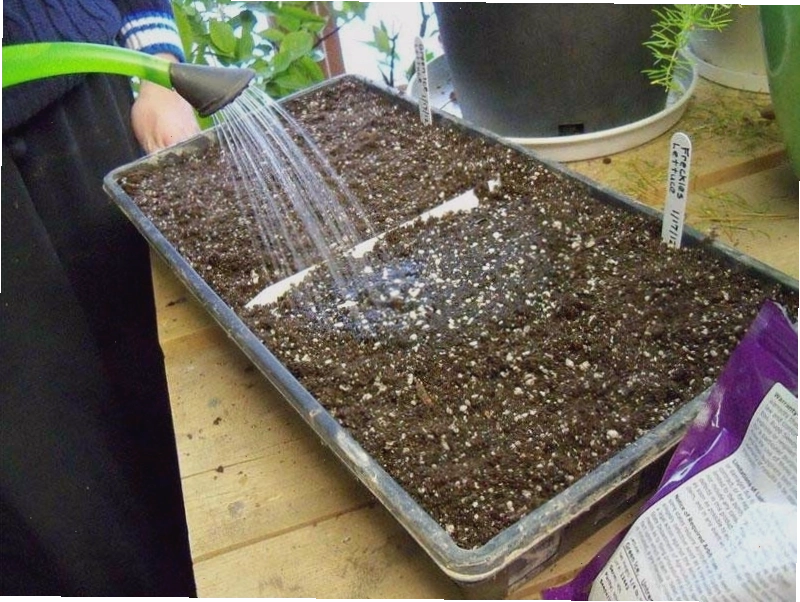 Tưới nước vừa đủ ẩm và đặt chậu dưới ánh nắng bình thường để hạt nảy mầm tốt