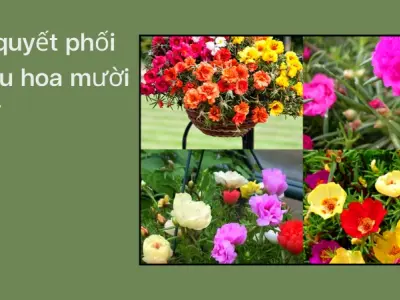 Cách trồng hoa mười giờ rực rỡ biến sân nhà thành vườn địa đàng