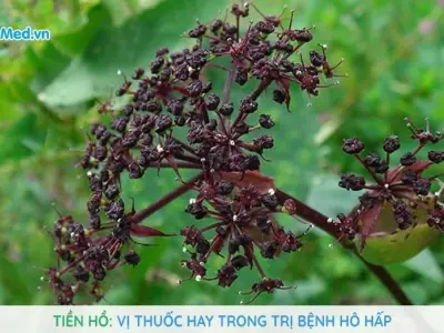 Đánh giá chi tiết truyện Tiên hồ siêu phẩm tu tiên luyện đan bùng nổ cảm xúc