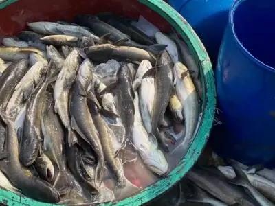 Review truyện Nguyên long siêu phẩm tu tiên chuyển sinh cực cuốn