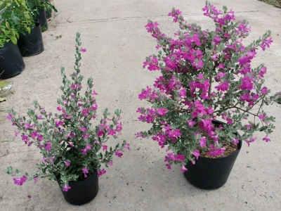 Review Tuyết sơn phi hồ tác phẩm võ hiệp kinh điển của Kim Dung